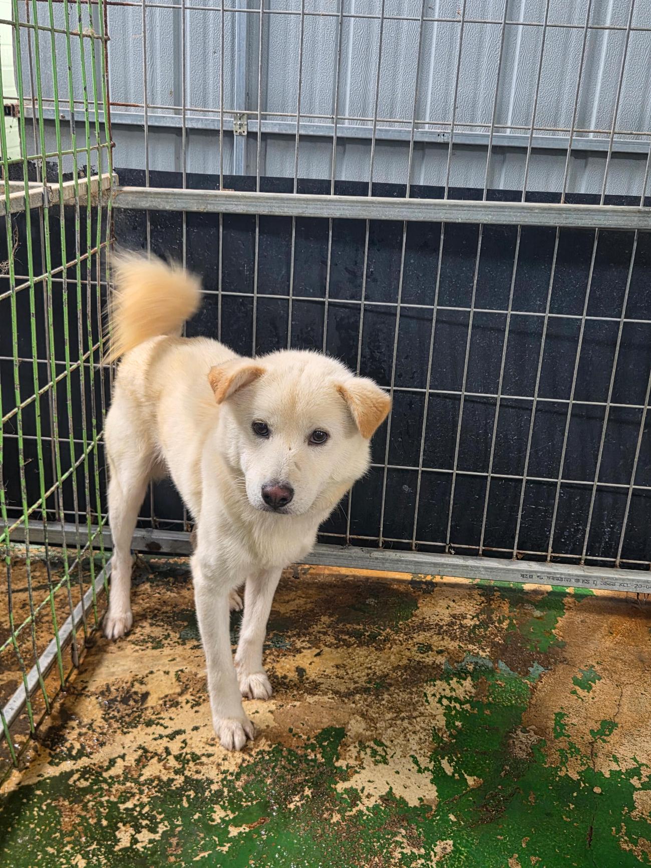 보호중 믹스견의 가…